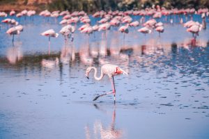 flamand-rose